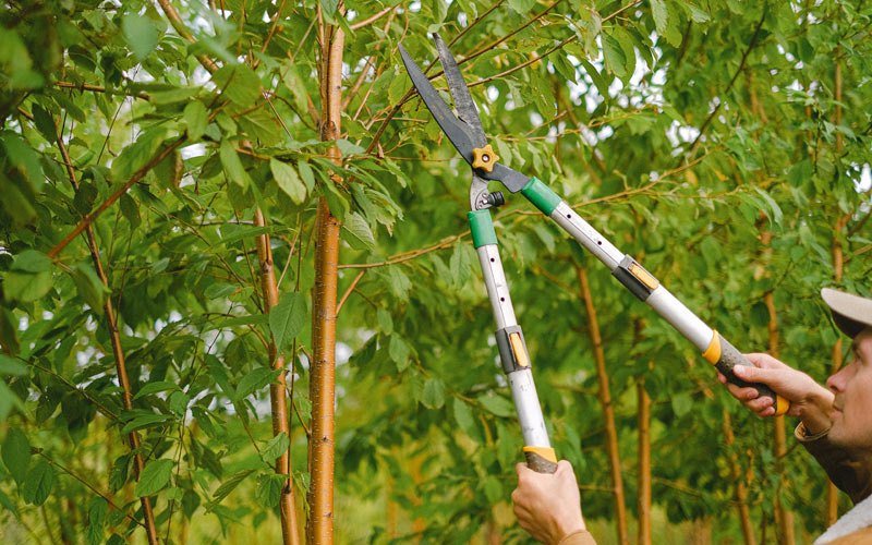 Tree trimming in Aurora, OR